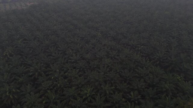 Palm oil plantations stretch across the misty tropical landscape beneath a thick, dark, overcast sky.