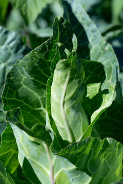 A close-up of pointed cabbage growing in a field. The photo is in portrait orientation.