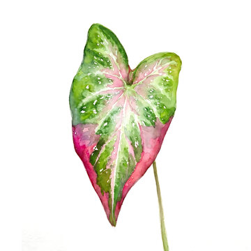 Watercolor illustration of a tropical caladium bicolor leaf with green and pink veins isolated on white background