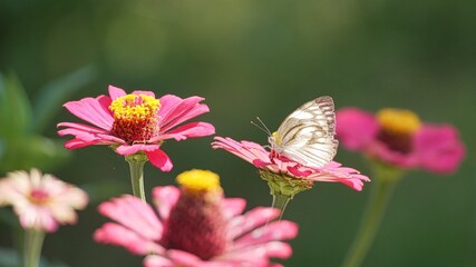 Beautiful white butterfly perched on vibrant pink zinnia flowers in a sunny garden. Macro shot of nature with soft green bokeh background, showcasing spring pollination and natural beauty. © Silmiart