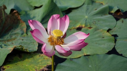Beautiful pink lotus flower blooming in a pond surrounded by large green lily pads. Natural aquatic garden scenery in bright daylight with soft petals and yellow center. © Silmiart