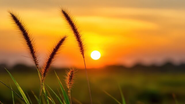 Golden sunset over a field of tall foxtail grasses with warm, glowing light and soft silhouettes