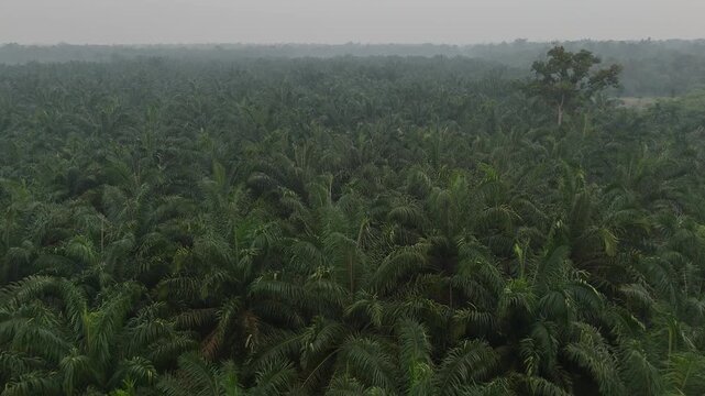 A sweeping aerial view of oil palm plantations stretching to the horizon, with dense rows of oil palm trees forming an unbroken green canopy across the tropical landscape beneath a hazy sky.