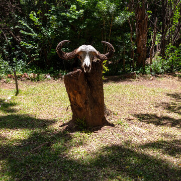 Buffalo skull with curved horns on a tree stump in a garden