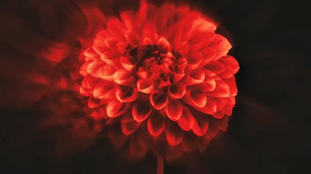 Beautiful close-up shot of a vibrant red dahlia flower against a dark, moody background. The footage features dramatic lighting effects with a soft artistic motion blur and pulsing glow, creating a my