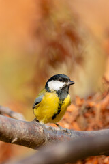 Fototapeta premium Great tit bird perched on a wooden branch in autumn forest with warm blurry foliage background.
