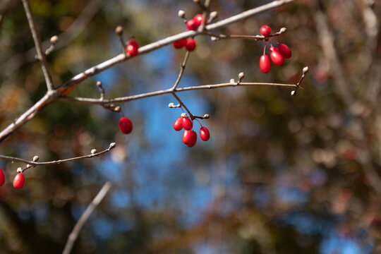 Close up of bright red cornus officinalis berries on branches in winter sunlight