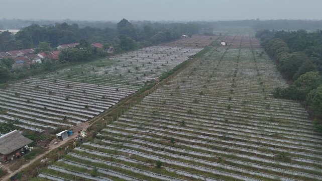 Aerial View of Rural Farmland with Farm Shacks and Crops.
