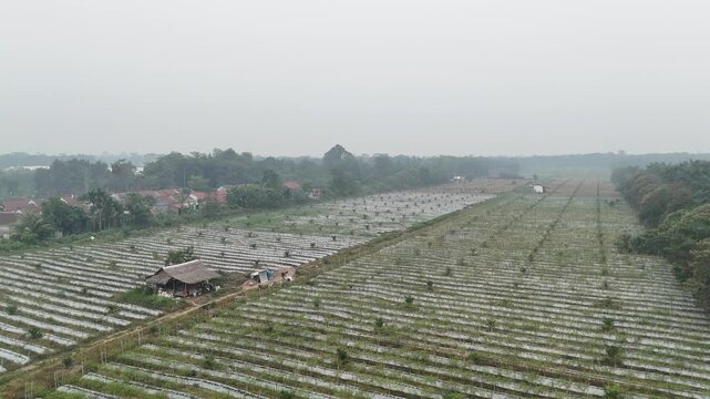 Aerial View of Rural Farmland with Farm Shacks and Crops.