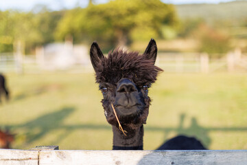 Black alpaca peers through a wooden fence © nicholasjermy