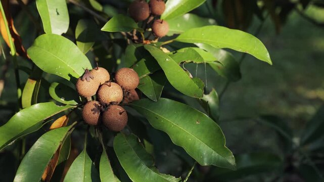 young sapodilla fruits ripening in a cluster on a branch surrounded by green leaves.	