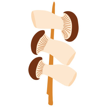 King oyster mushrooms on a wooden skewer, Asian food illustration on a white background