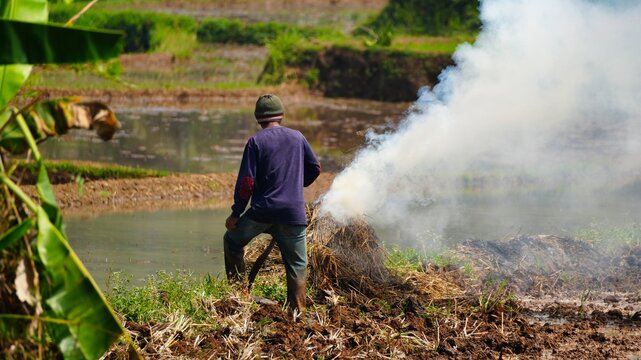 Rural Farmer Burning Rice Straw in Agricultural Paddy Field Producing Thick White Smoke, Traditional Farming Practices and Waste Management in Southeast Asia Countryside Environment
