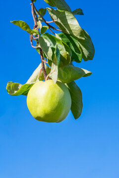 Quince Apple Hangs from a Tree in a Small Orchard in Germany