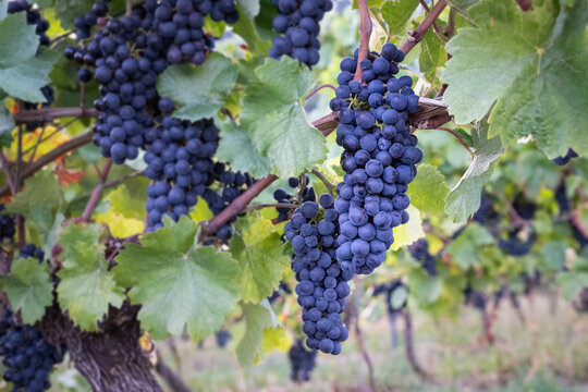 Spatburgunder Grapes Grow in a German Vineyard