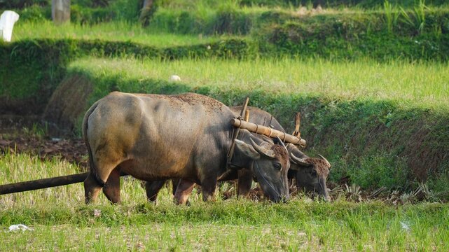 Traditional water buffaloes grazing in a lush green rice field terrace in the rural countryside of Southeast Asia, showcasing organic farming and local livestock during a sunny afternoon.