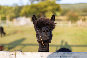 Black alpaca peers over a wooden fence © nicholasjermy