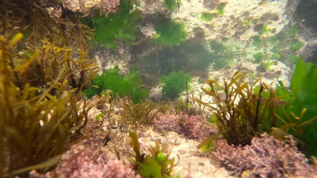 Time lapse underwater in a rock pool bubbling with oxygen produced by the sunlit photosynthetic green algae and browsing sea snails. At the base of the cliffs  near Fowey, Cornwall, UK