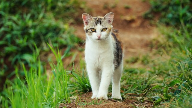Beautiful calico cat with white and ginger patches standing on a dirt trail in a green meadow, looking curiously at the camera with golden eyes in a soft natural daylight environment.