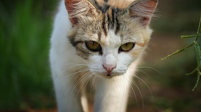 Close-up portrait of a tricolor calico cat walking forward in a garden with an intense and focused expression, capturing the feline's predatory instinct in a natural outdoor setting.