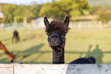 Black alpaca peers over a rustic wooden fence © nicholasjermy