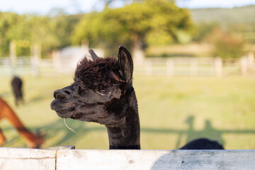 Black alpaca peers over a wooden fence © nicholasjermy