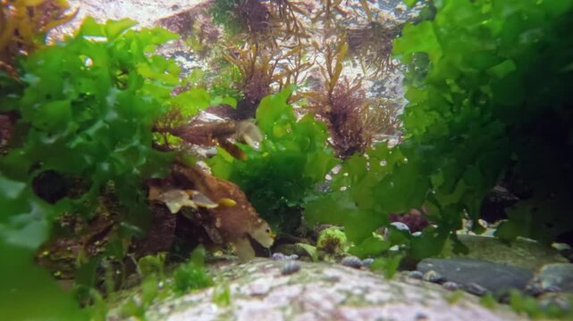 Time lapse underwater in a rock pool bubbling with oxygen produced by the sunlit photosynthetic green algae and browsing sea snails. At the base of the cliffs  near Fowey, Cornwall, UK
