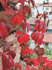 Obraz premium Vibrant red autumn ivy leaves on an ancient stone wall