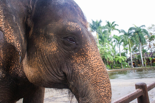 close-up of the head of a beautiful adult elephant