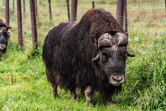 Musk oxen grazing on a farm in Palmer, Alaska
