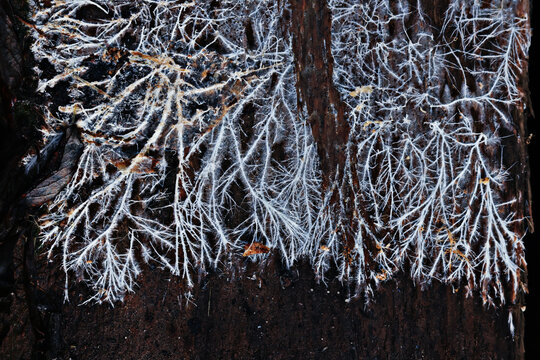 Mycelium or mold, texture of white thin roots on a dark background, natural macro