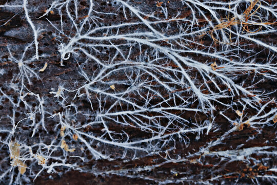 Mycelium or mold, texture of white thin roots on a dark background, natural macro