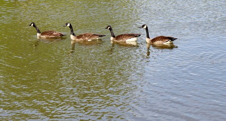 The geese swimming in the pond. © Al