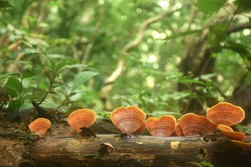 false Turkey tail fungi mushroom growth for rain season on tree trunk in Chet Kod Pong Kon Sao national park at Thailand   © pedphoto36pm
