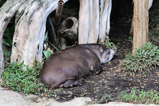木の下で休む夜行性のアフリカバク