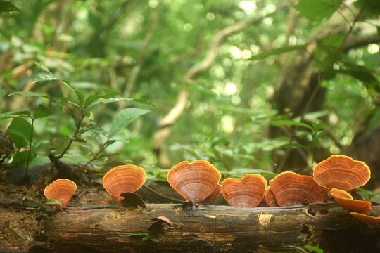 false Turkey tail fungi mushroom growth for rain season on tree trunk in Chet Kod Pong Kon Sao national park at Thailand  