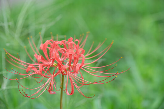 Close up of a vibrant red spider lily blooming in autumn grass with copy space