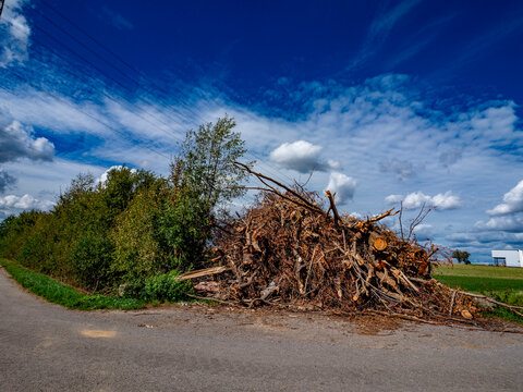 Besch&auml;digte B&auml;ume nach einem Sturm im Mischwald