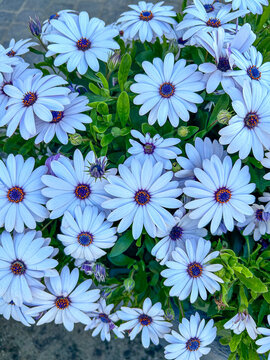 Flores brancas com o centro nas cores laranja, azul e roxo, com folhas bem verdes, fazendo um contraste bem interessante e bonito