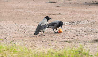 Obraz premium Two hooded crows Corvus cornix share a yellow apple fruit food on a ground dirt road. Wild birds interaction, competition and conflict for food in a city park, urban wildlife behavior, intelligent. 