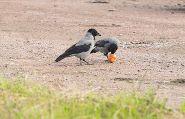 Obraz premium Two hooded crows Corvus cornix share a yellow apple fruit food on a ground dirt road. Wild birds interaction, competition and conflict for food in a city park, urban wildlife behavior, intelligent. 