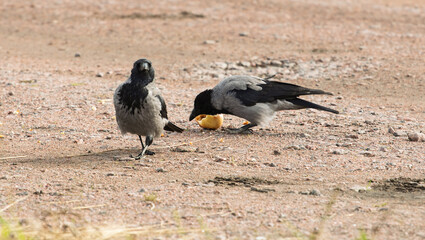 Obraz premium Two hooded crows Corvus cornix share a yellow apple fruit food on a ground dirt road. Wild birds interaction, competition and conflict for food in a city park, urban wildlife behavior, intelligent. 