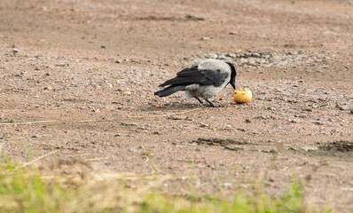 Obraz premium Hooded crow Corvus cornix eats a whole yellow apple on a ground dirt road. Side view of a grey and black wild bird pecking fruit food in a city park, urban wildlife behavior, intelligent animal. 
