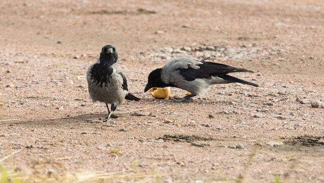 Two hooded crows Corvus cornix share a yellow apple fruit food on a ground dirt road. Wild birds interaction, competition and conflict for food in a city park, urban wildlife behavior, intelligent. 