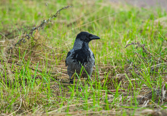 Obraz premium Hooded crow Corvus cornix stands on a green grass lawn with dry twigs in a city park. Close up front view of a grey and black wild bird looking at the camera, urban wildlife fauna, spring or summer. 