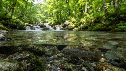 Fototapeta premium Half-Submerged View of a Forest Stream with a Spotted Fish
