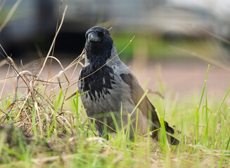 Obraz premium Hooded crow Corvus cornix stands on a green grass lawn with dry twigs in a city park. Close up front view of a grey and black wild bird looking at the camera, urban wildlife fauna, spring or summer. 
