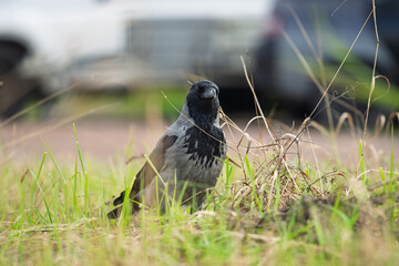 Obraz premium Hooded crow Corvus cornix stands on a green grass lawn with dry twigs in a city park. Close up front view of a grey and black wild bird looking at the camera, urban wildlife fauna, spring or summer. 