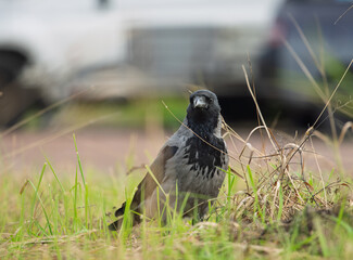 Obraz premium Hooded crow Corvus cornix stands on a green grass lawn with dry twigs in a city park. Close up front view of a grey and black wild bird looking at the camera, urban wildlife fauna, spring or summer. 