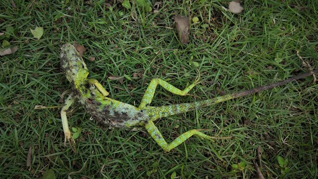 High-angle close-up shot of a dead green crested lizard (Bronchocela) lying on a patch of green grass, illustrating the concept of natural decay, wildlife mortality, and the cycle of life.